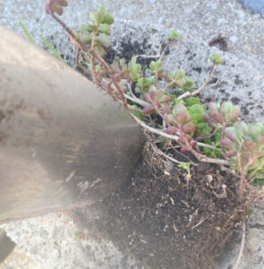 shopatblu planting succulent garden decor and tips splitting