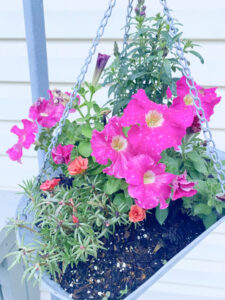 shopatblu planting succulent garden decor and tips petunias