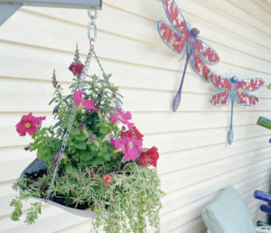 shopatblu planting succulent garden decor and tips dragonflies