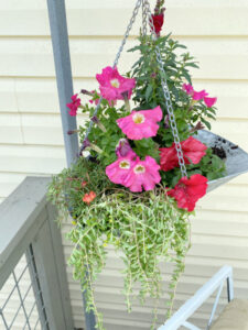 shopatblu planting succulent garden decor and tips hanging scale
