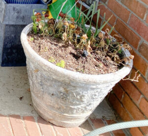 shopatblu succulent garden decor and tips winter care