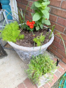 shopatblu chicken feeder succulent garden decor and tips multiply