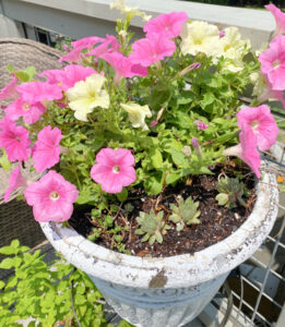 shopatblu planting succulent garden decor and tips petunias and succulents