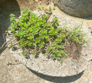 shopatblu planting succulent garden decor and tips rootbound