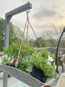 shopatblu planting succulent garden decor and tips hanging planter spiller