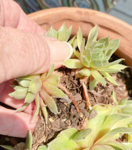 shopatblu planting succulent garden decor and tips hens and chicks