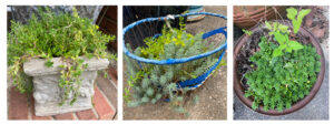 shopatblu planting succulent garden decor and tips