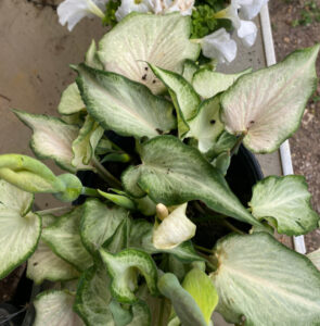 shopatblu the blue building antiques diy garden hanging planter caladium