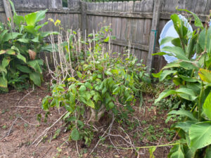 shopatblu wine bottle tree before