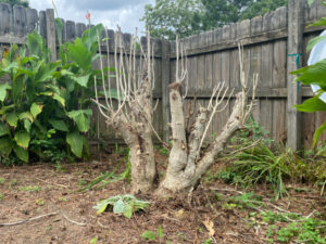 shopatblu wine bottle tree cleaned