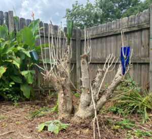 shopatblu wine bottle tree test