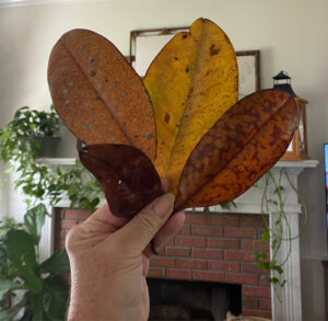 shopatblu the blue building antiques vintage wood pumpkins magnolia leaves
